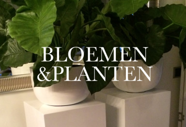 Bloemen & Planten